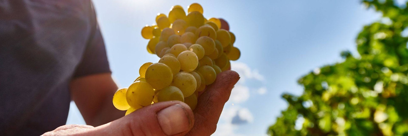 Weingut Gernot und Thomas Michel Gbr
