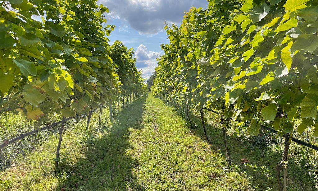 Königlicher Weinberg