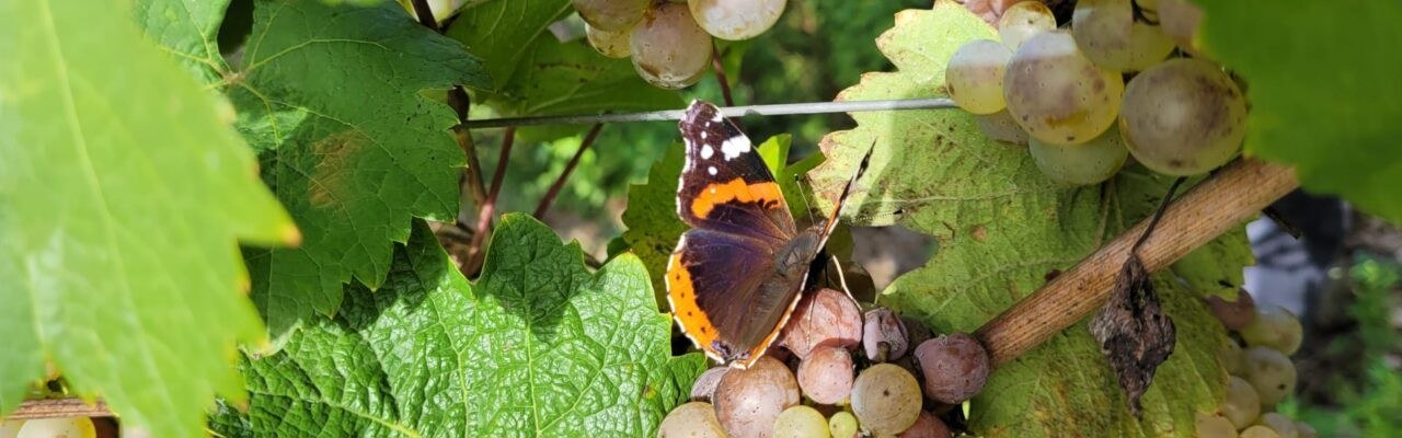Weingut Blesius-Jostock