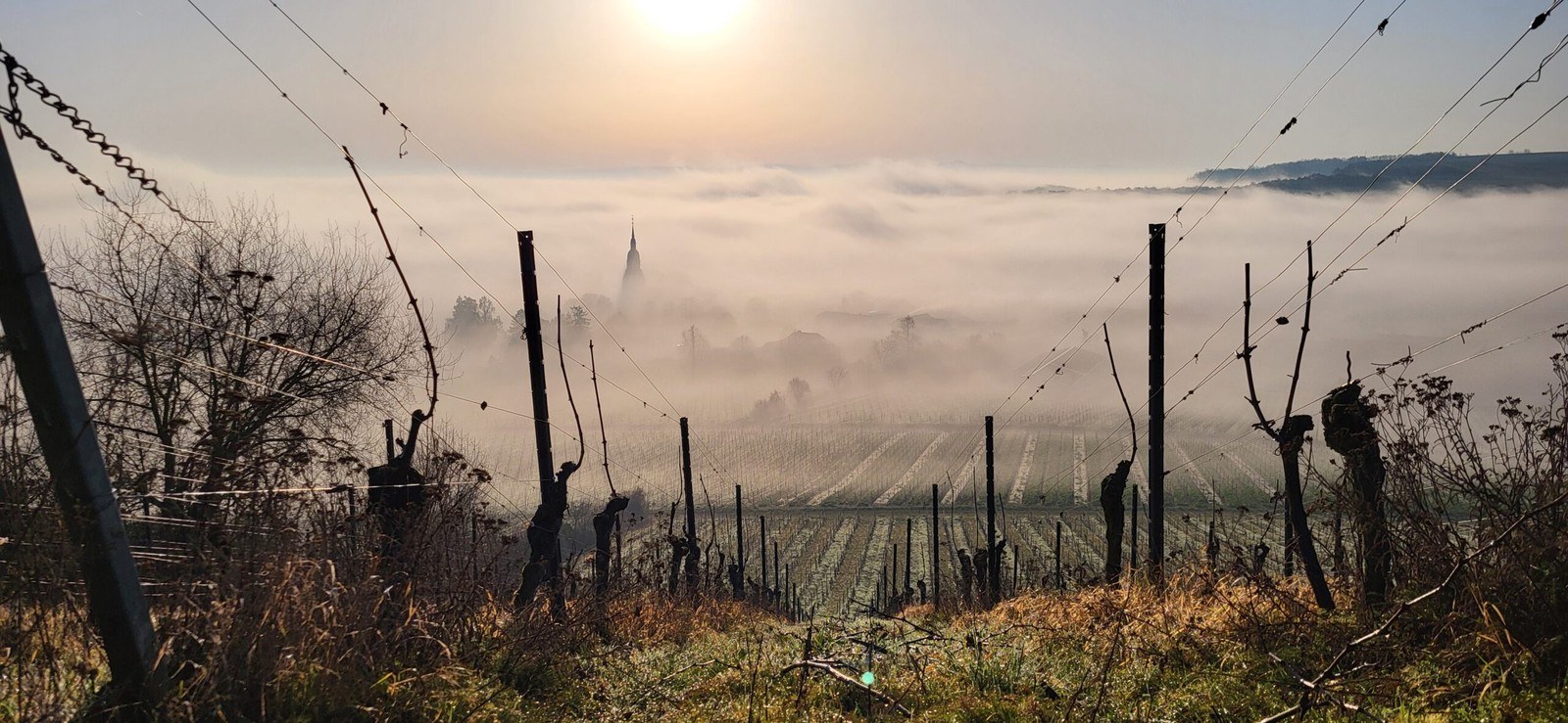 Weingut Strub
