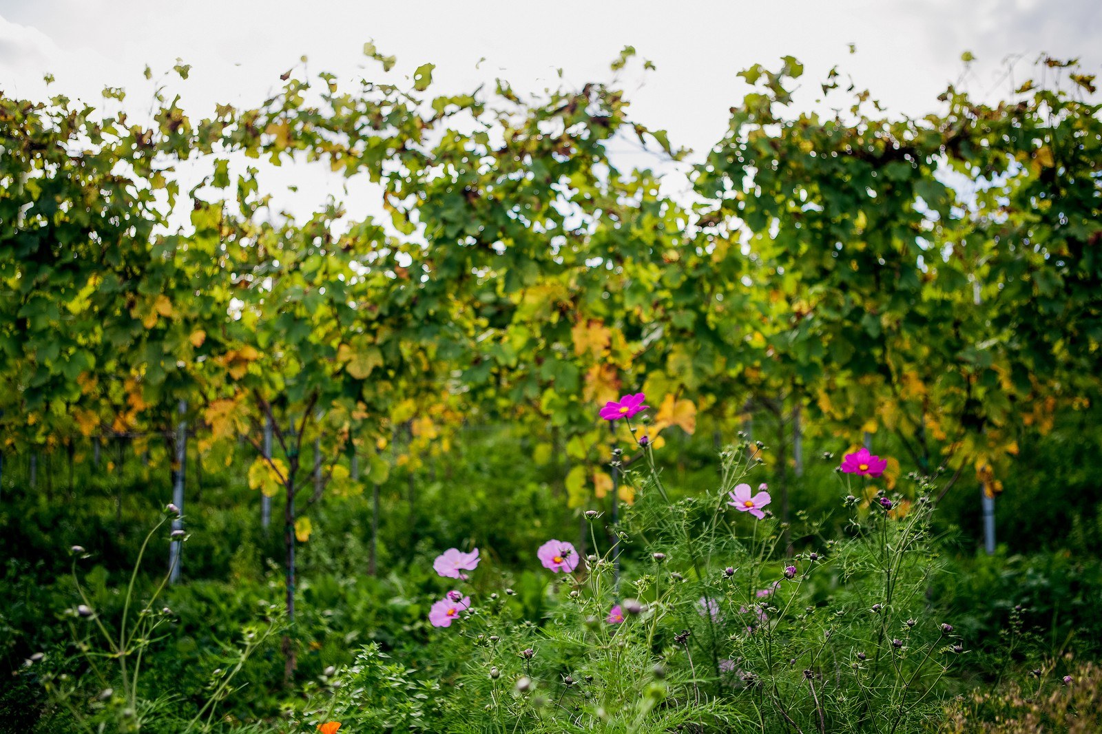 Weingut Gebrüder Mathis GmbH & Co KG