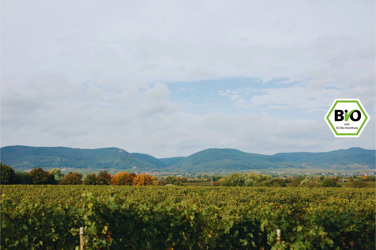 Weingut Eugen Volz & Sohn