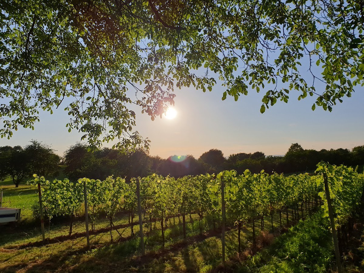 BIO Weingut Maier