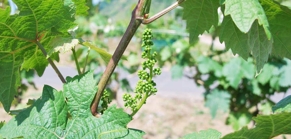 Weingut Leo Klaus