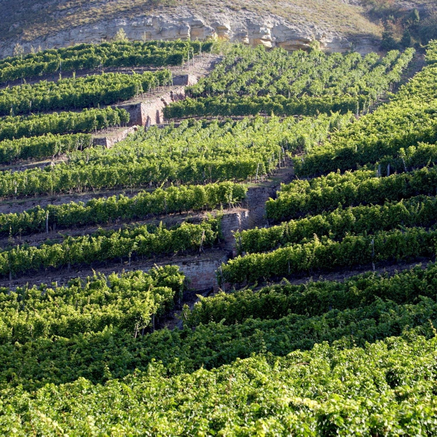 Weingut Fürst Löwenstein