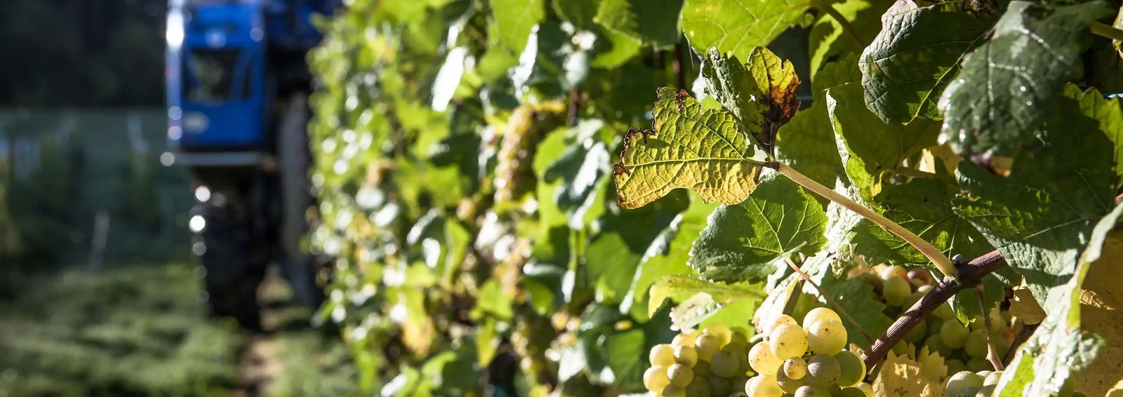 Weingut Schmitt-Kranz