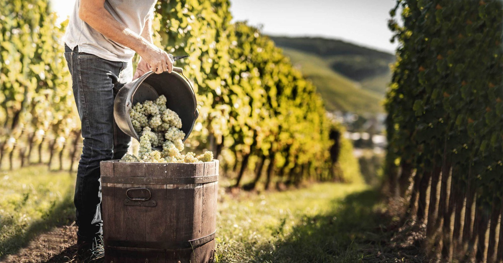 Weingut Meine Freiheit
