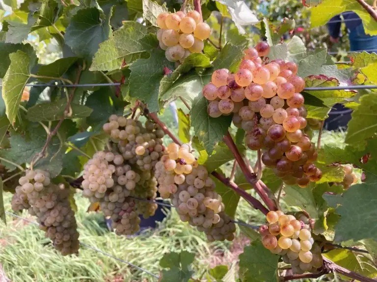 Weingut Rollsdorfer Mühle