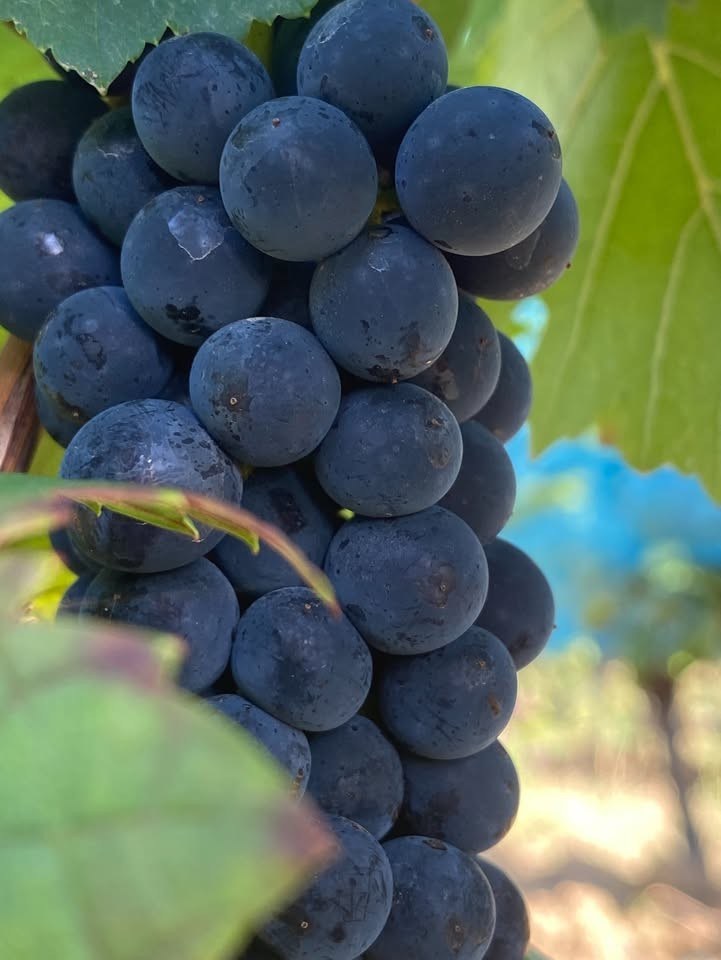 Gustavshof - Biodynamisch