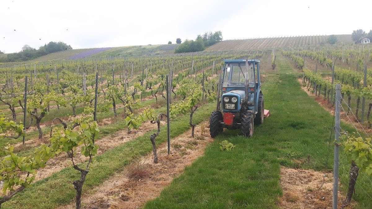 Weingut Blees-Wallich