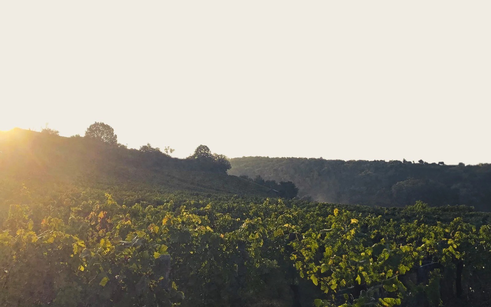 Weingut Nils Hohnheit