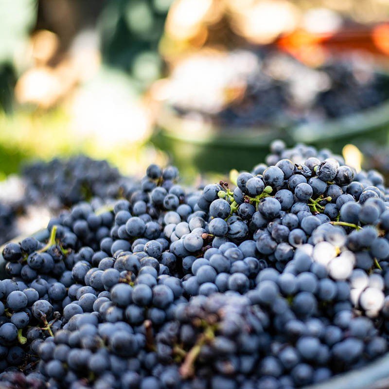 Weingut Baumann