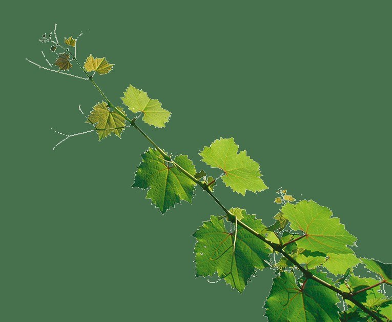 Weingut Scholler