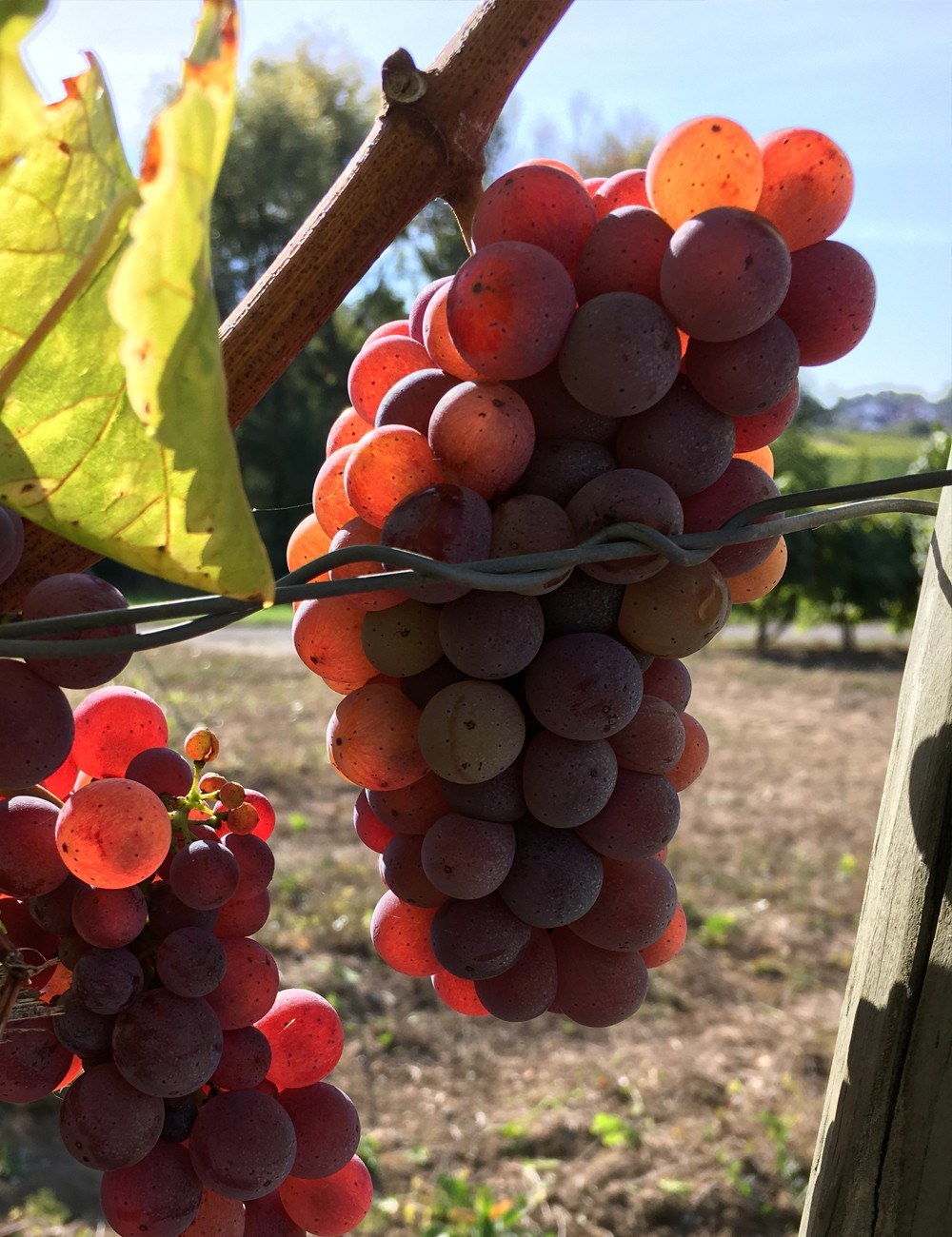 Weingut Bernd GbR