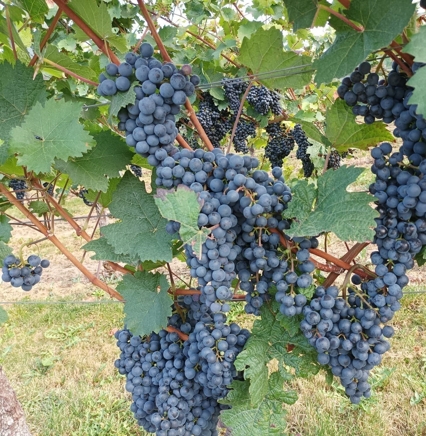 Weingut Petry& Frieß
