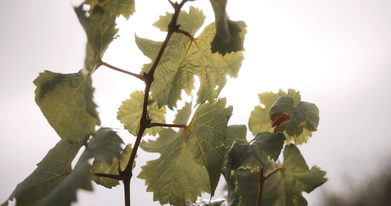 HIESTAND Weingut & Hofbrennerei