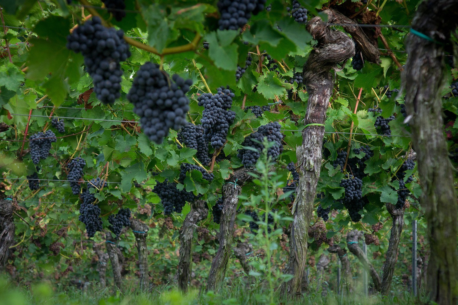 Weingut Grafenhof