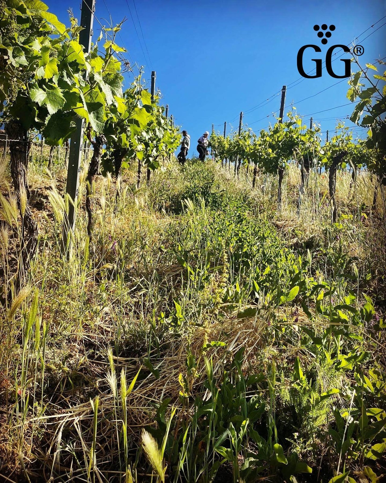Weingut Bickel-Stumpf
