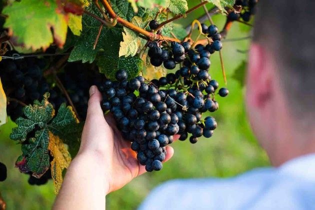 Weingut Schultheiß