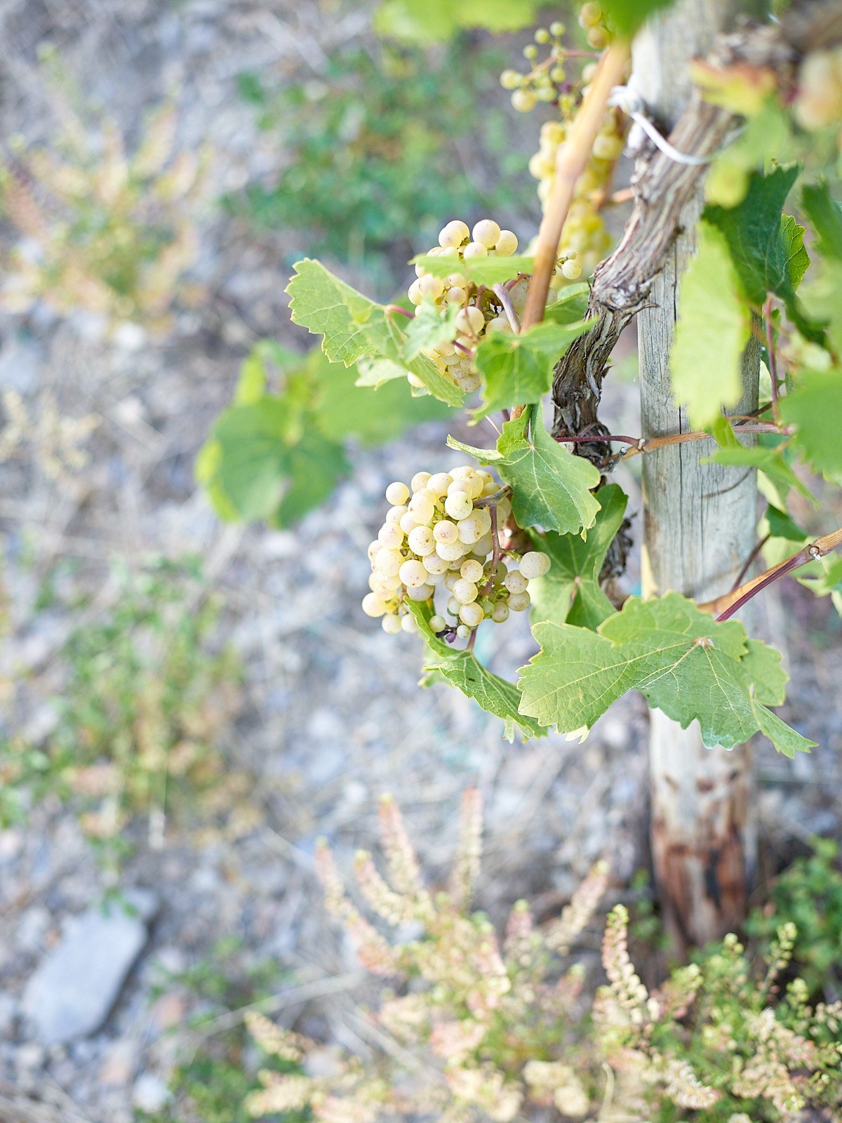 Weingut Harald Konrad Fehres