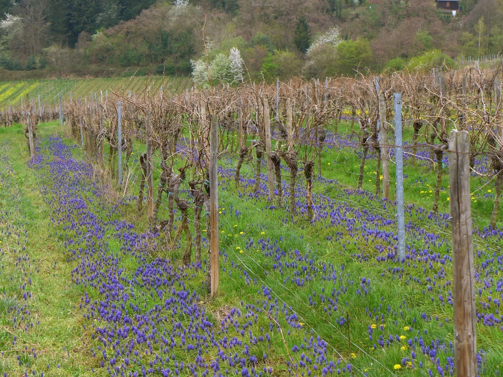 Weingut Brenneis-Koch