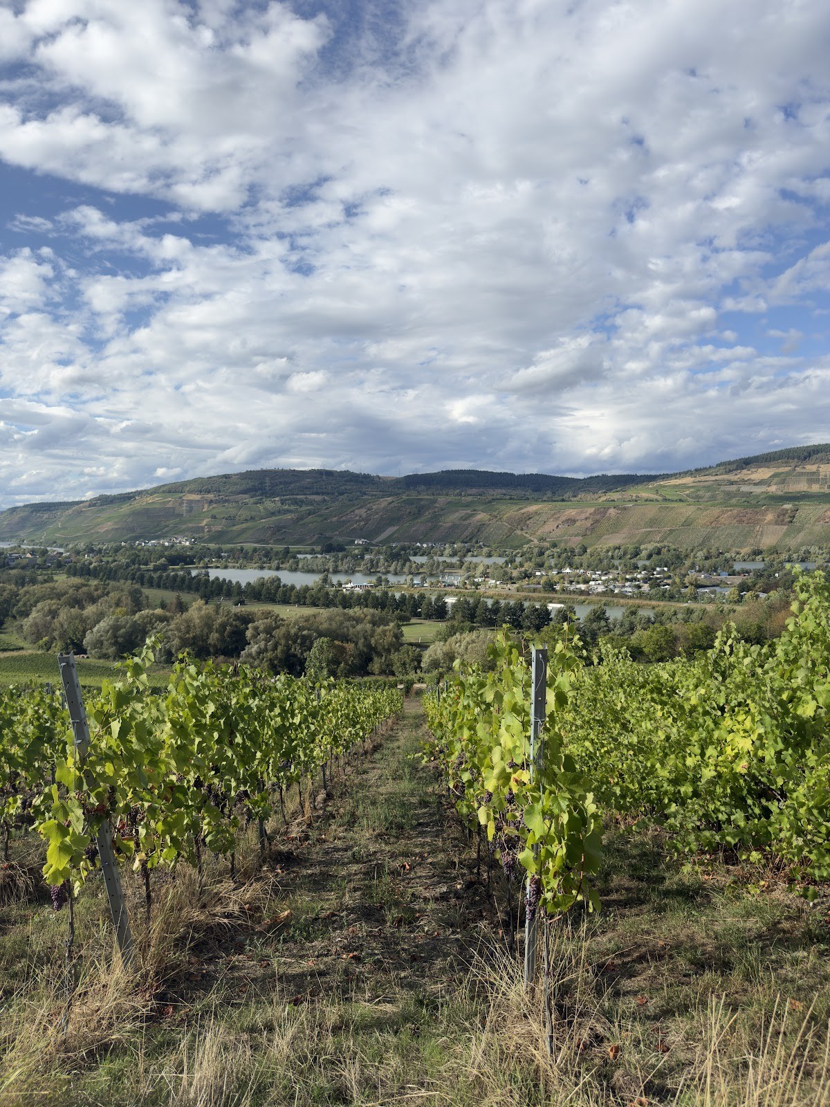 Weingut Kühner-Adams