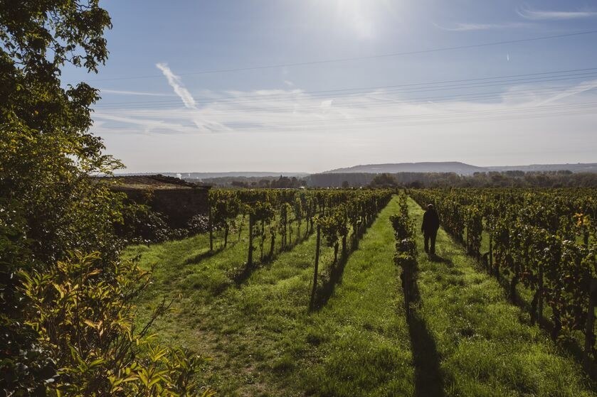 Weingut Prinz von Hessen GmbH & Co. KG