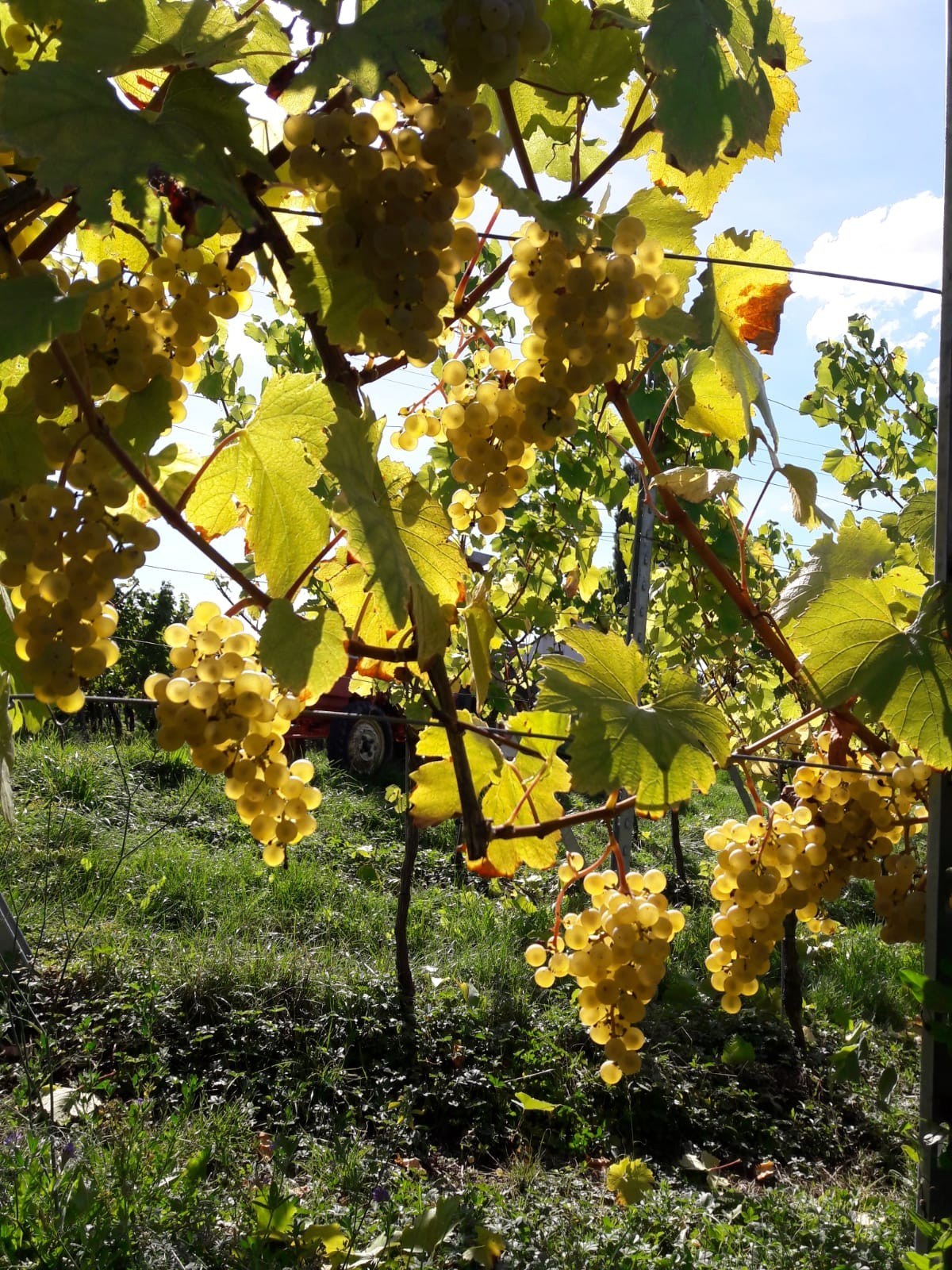 Weingut Berthold Schuster