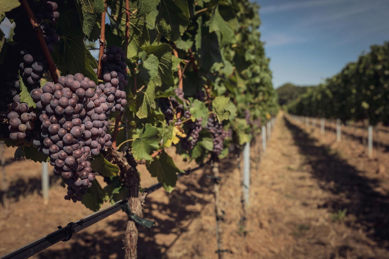Weingut Roland Staudt