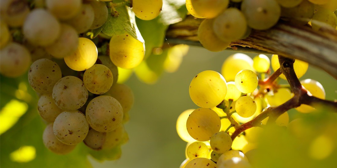 Weingut Jesuitenhof, Klaus Schneider