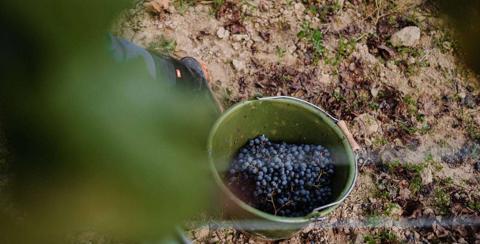 Weingut Petri