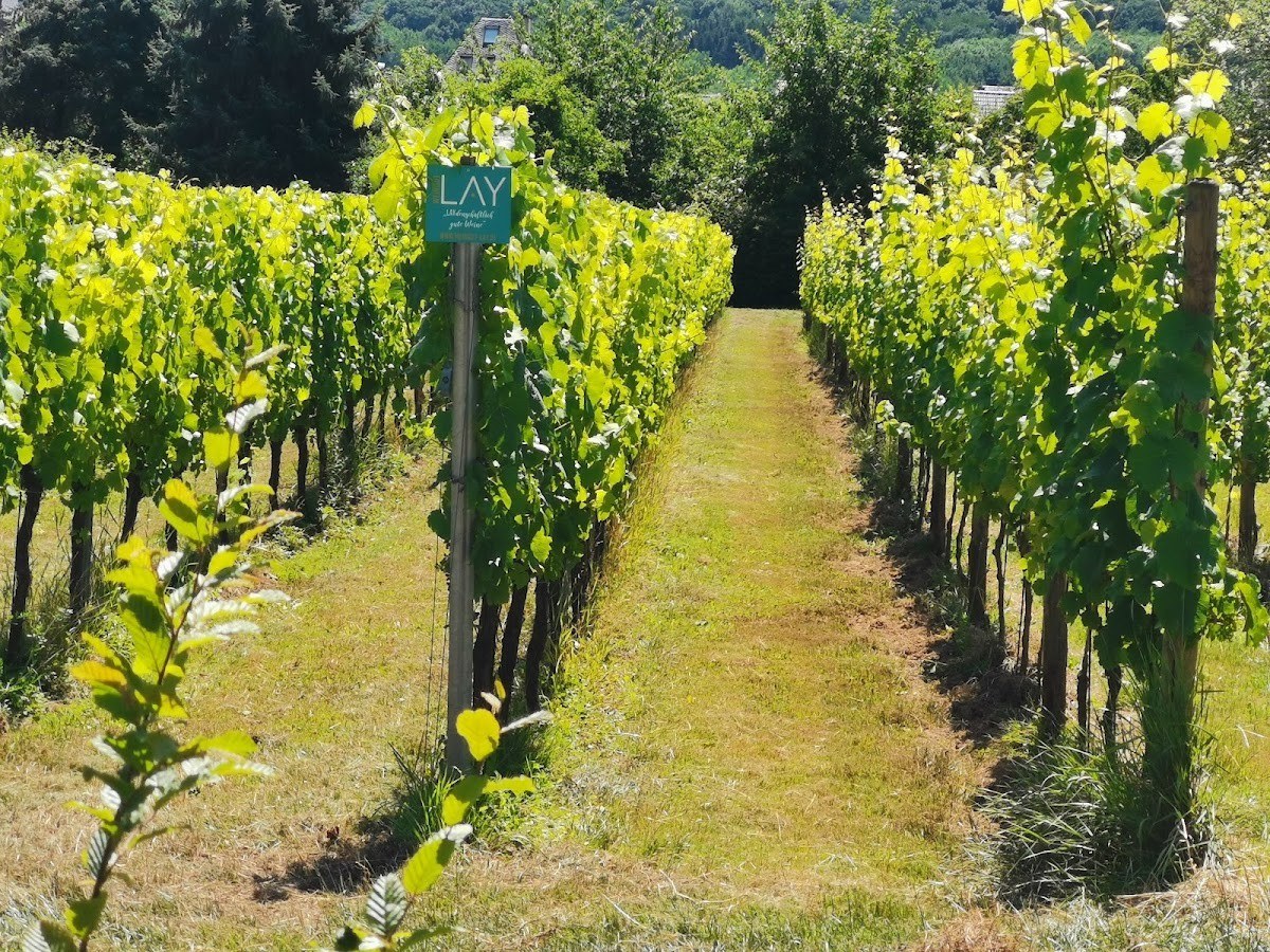 Weingut Lay