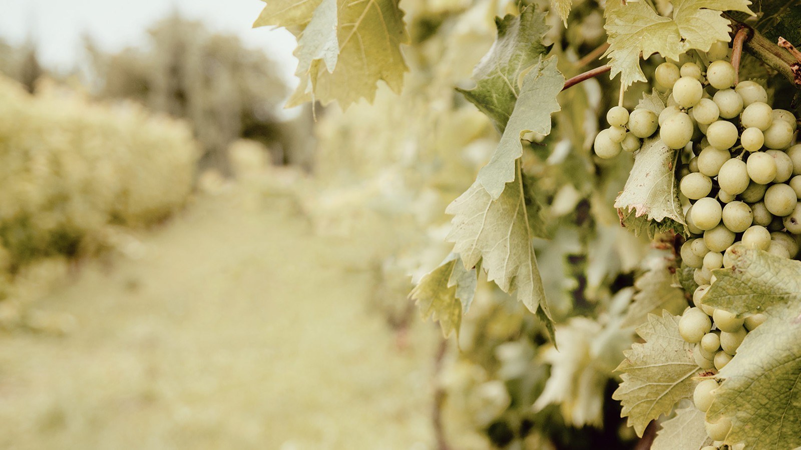 Weingut Reinhardt