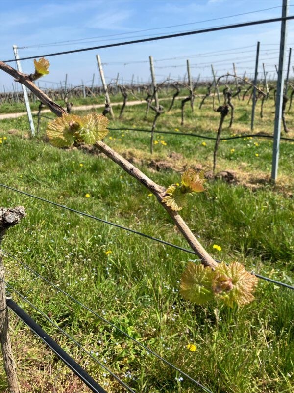 Weingut Pfleger