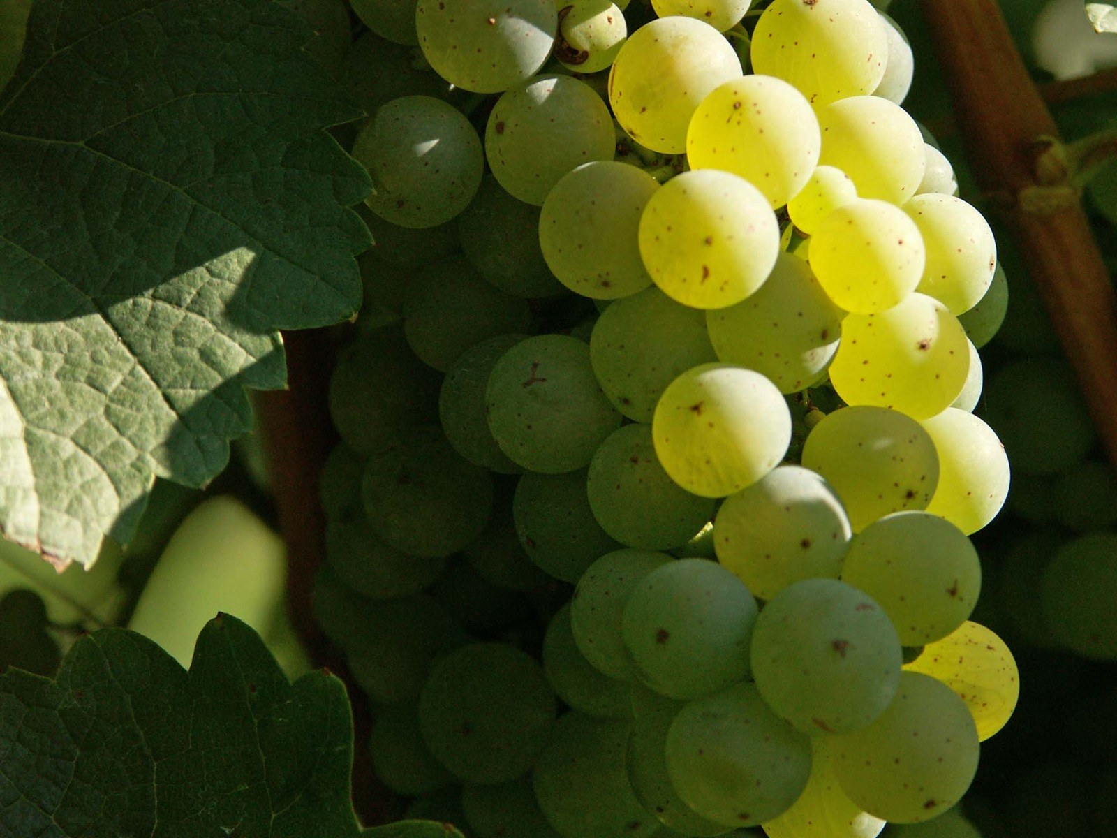 Weingut Laquai