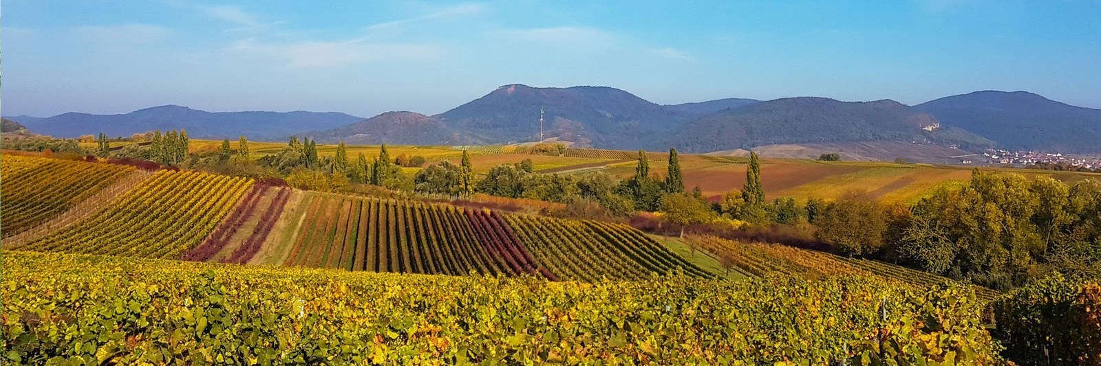 Weingut Sturm Ilbesheim