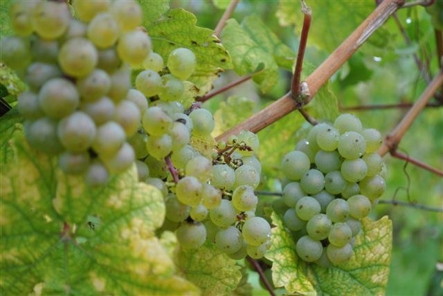 Weingut und Gutsausschank Eibinger Zehnthof