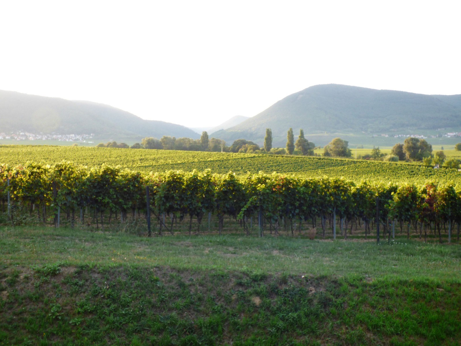 Weingut Argus GbR