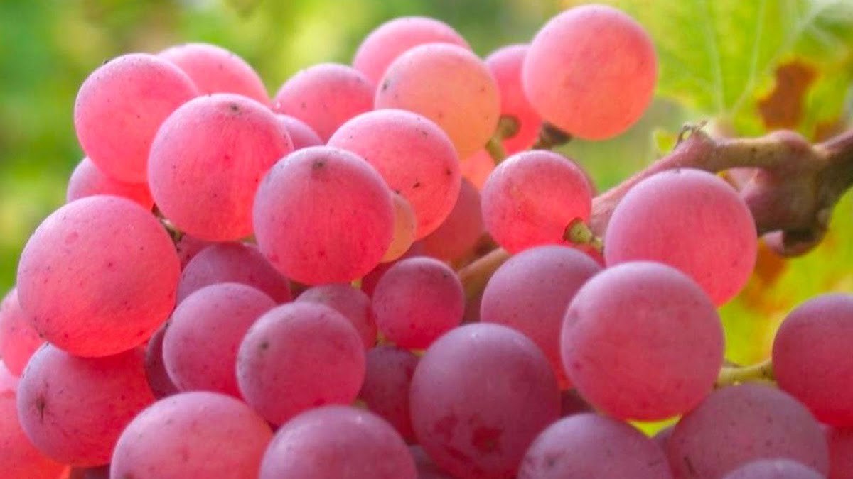 Weingut Matthias Hild