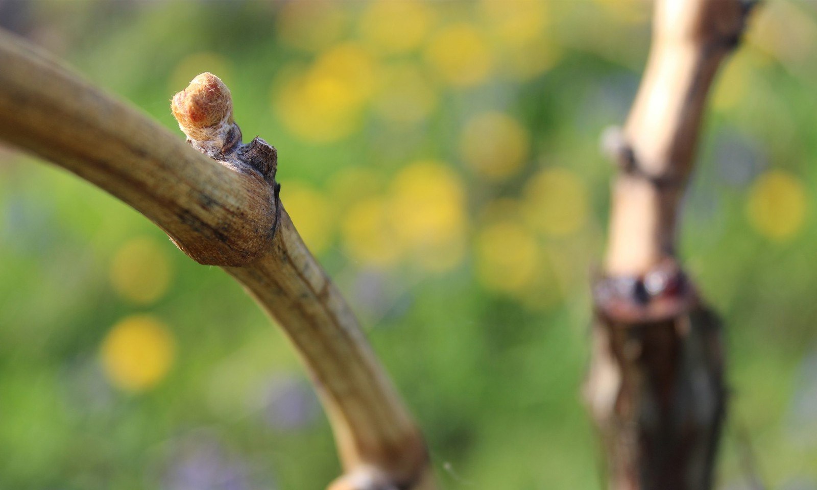 Weingut Dobler GbR