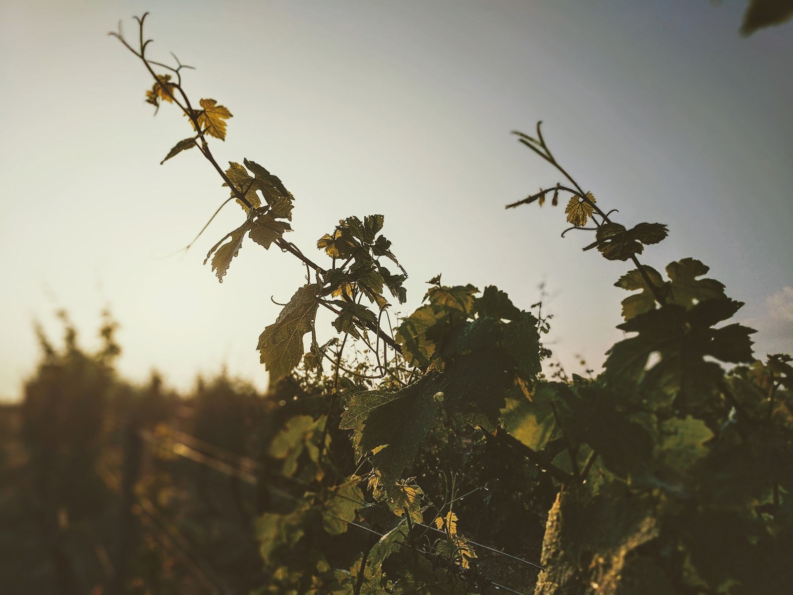Weingut Mertz