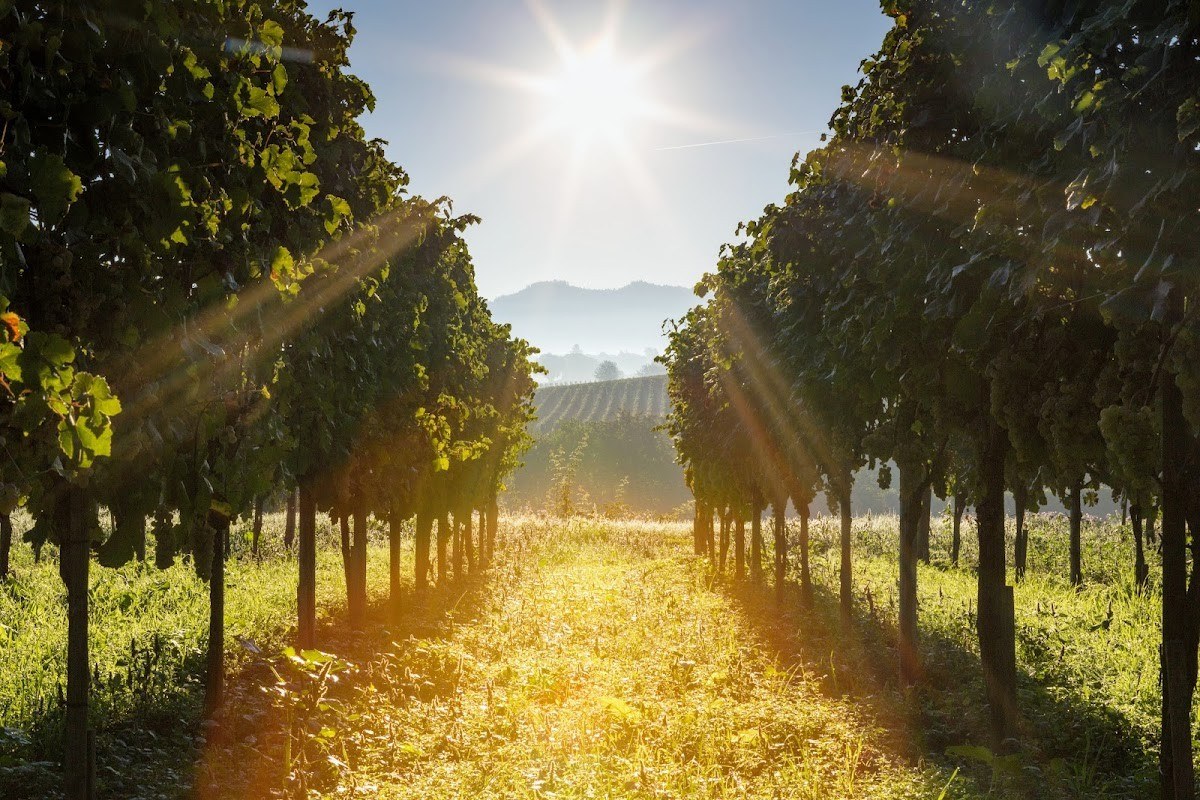 Weingut Noll GbR