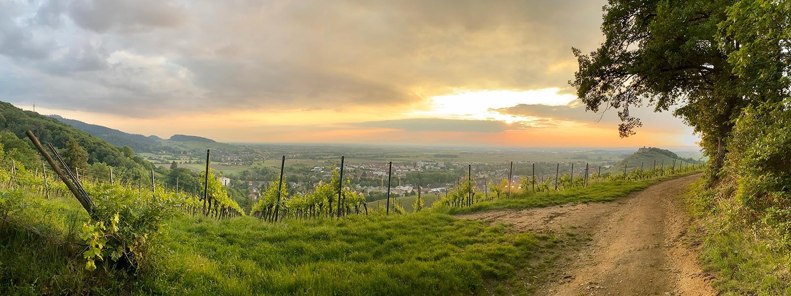 Weingut Michael Wiesler
