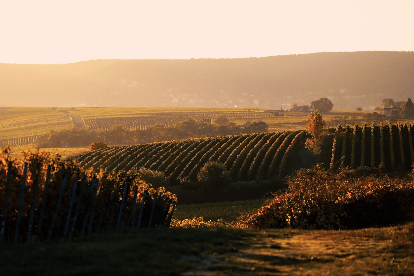 Weingut Harald und Jürgen Krebs GbR