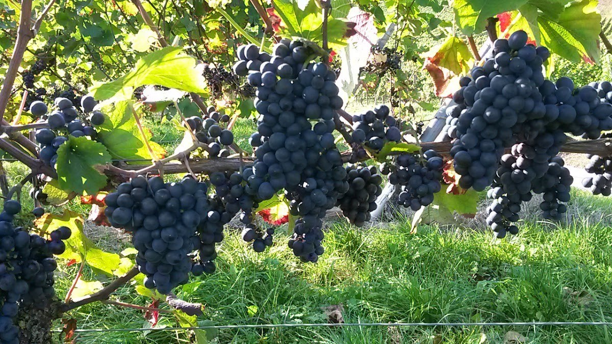 Weingut Georg Benz