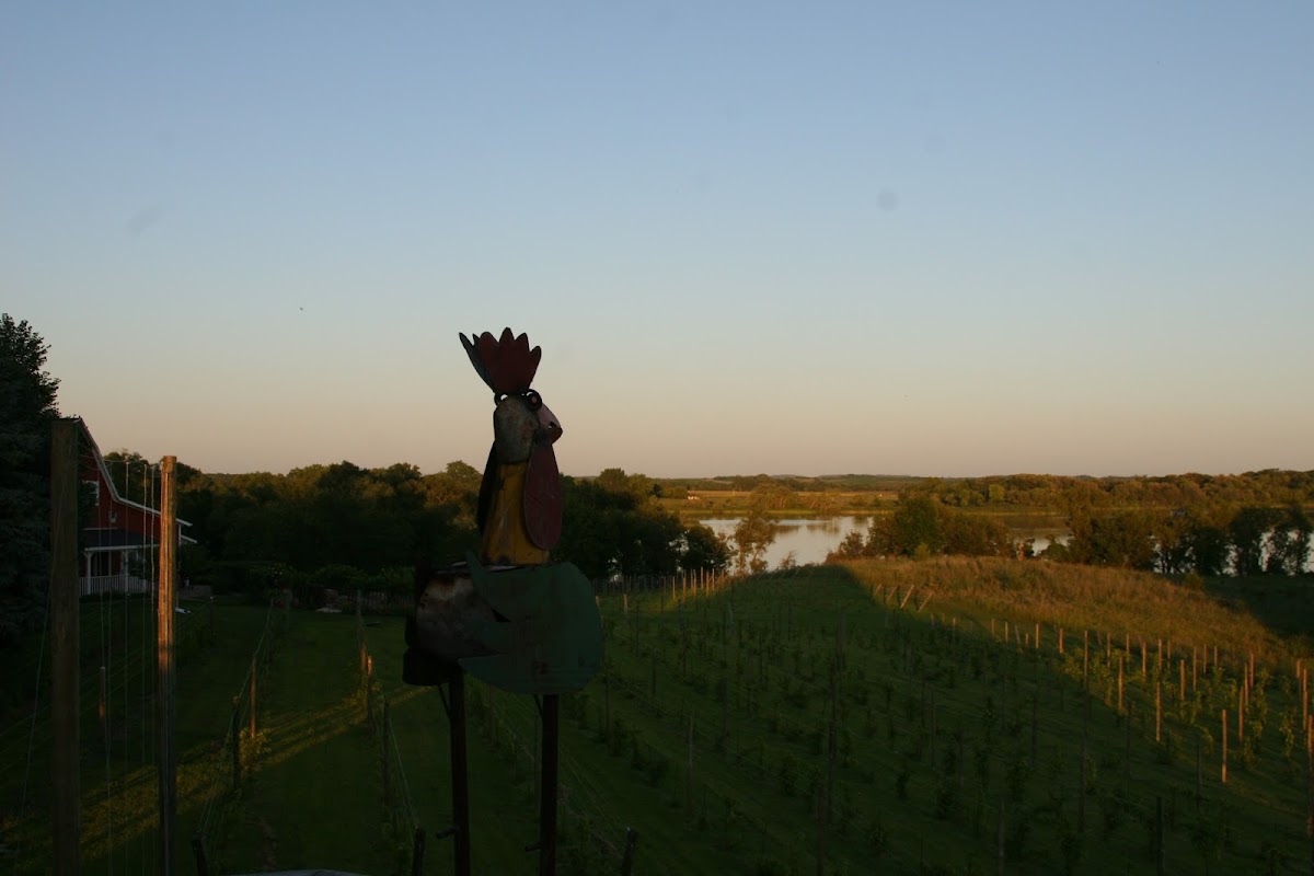 Wooden Link Vineyard