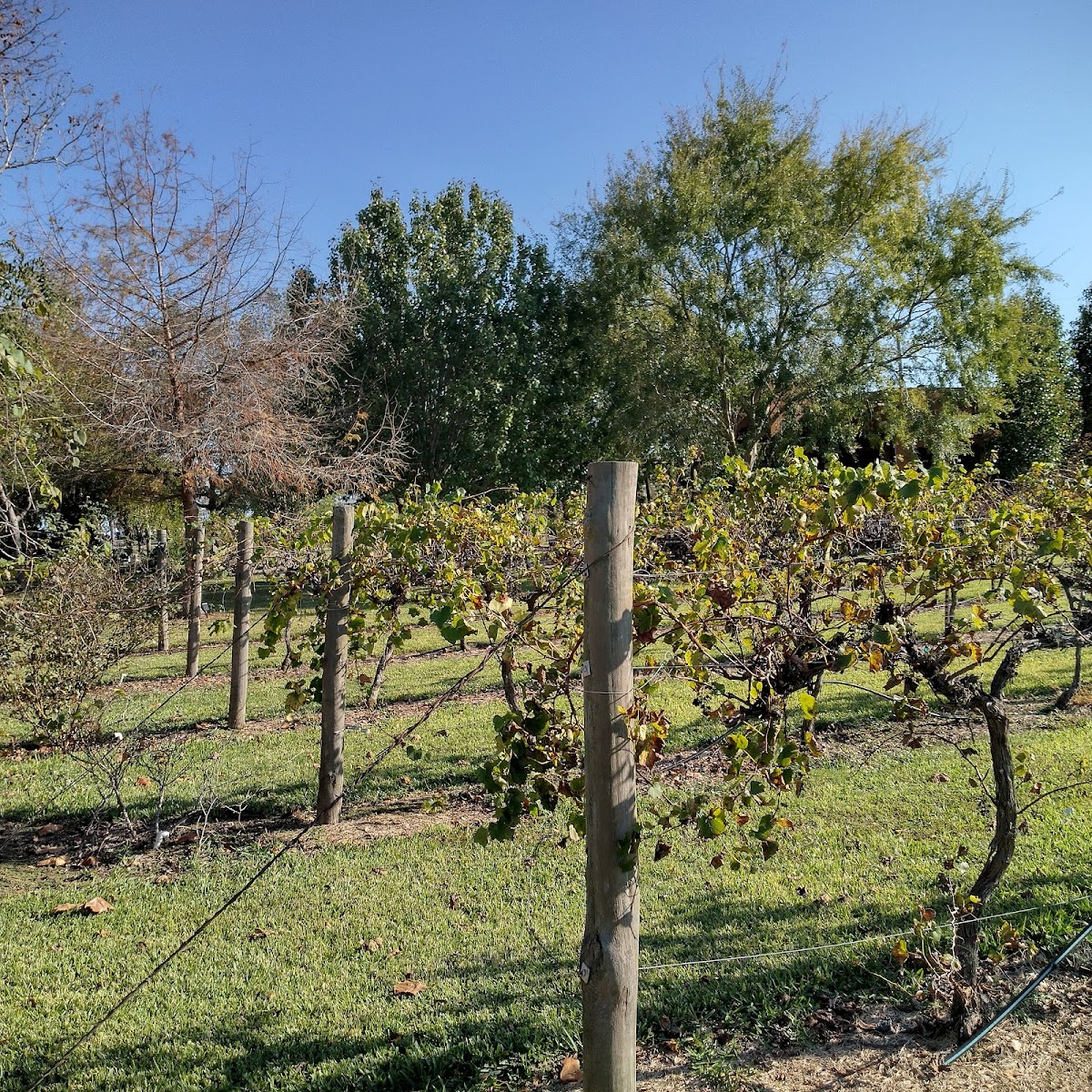 Yepez Vineyard