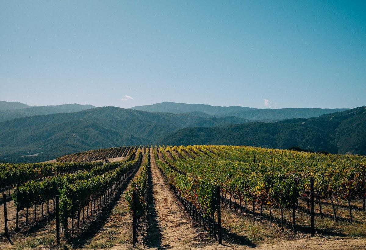 ALHONA VINEYARDS