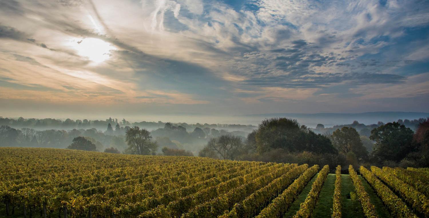 Ambriel Wines at Redfold Vineyards