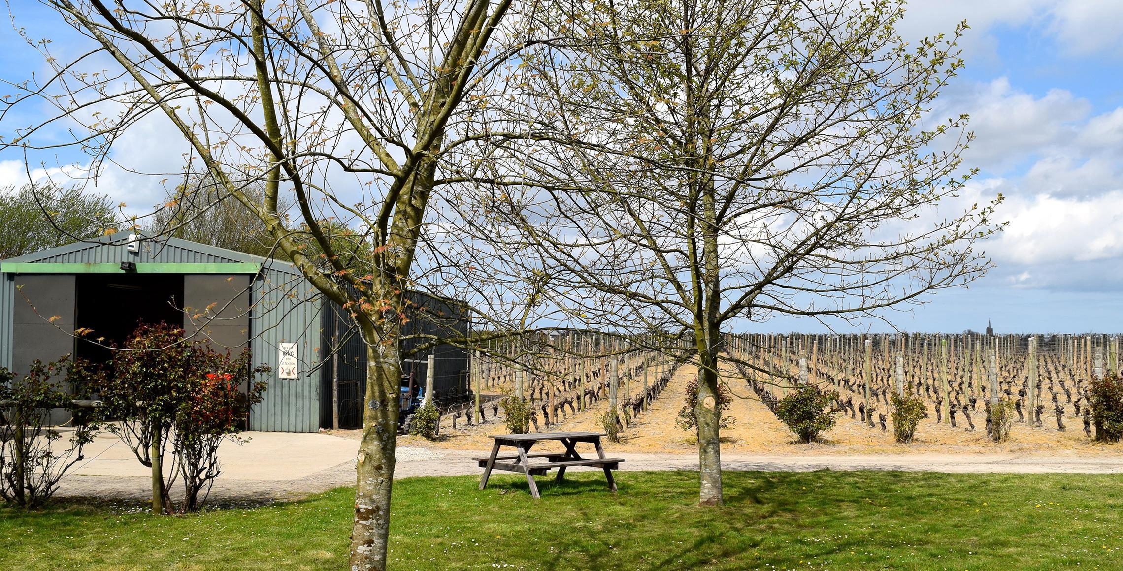 Barnsole Vineyard